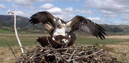 © MWT - Monty, Blue 24 (2014). Dyfi Osprey Project