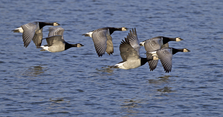 MWT - Barnacle Geese