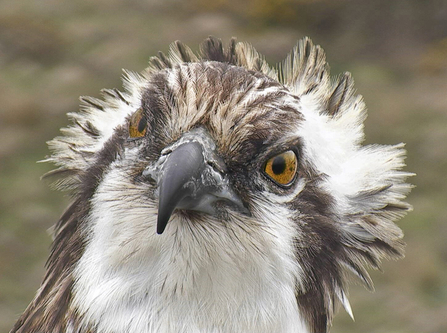 © MWT - Monty. Dyfi Osprey Project