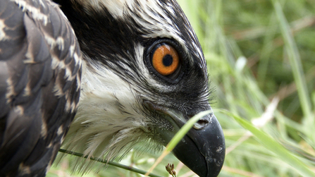 © MWT - Gwynant, 2014. Dyfi Osprey Project