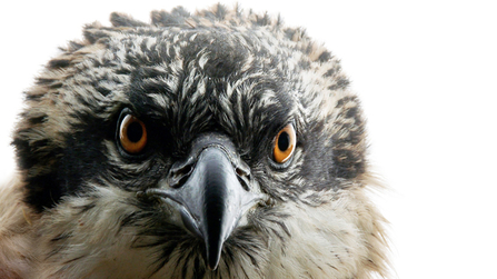 © MWT - Deri (at ringing, 2014). Dyfi Osprey Project