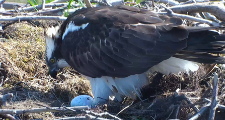 © MWT  - Glesni with egg, 2014. Dyfi Osprey Project