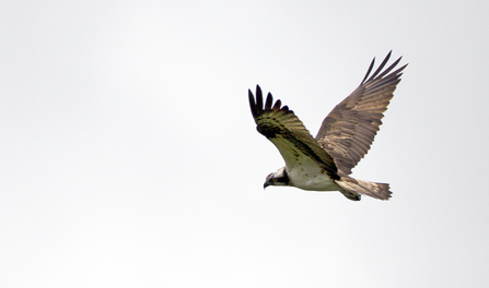 © MWT  - Glesni, 2014. Dyfi Osprey Project