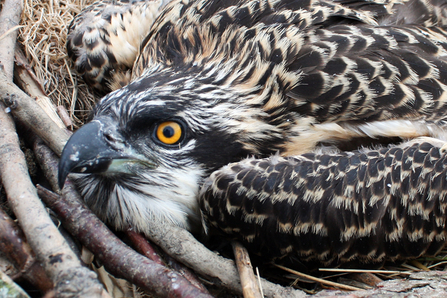 © MWT  - Deri, ringing 2014. Dyfi Osprey Project