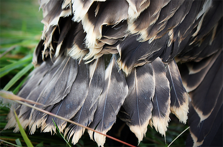 © MWT - Chick feathers at ringing, 2014. Dyfi Osprey Project