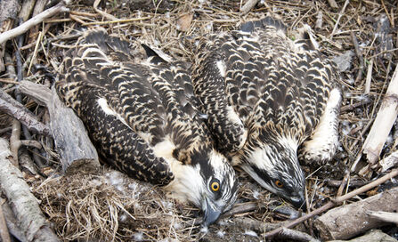 Ringing Day | Dyfi Osprey Project | Wales