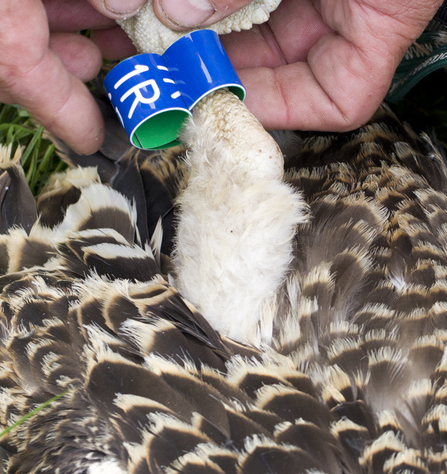 © MWT. Blue 1R, Cerist, Dyfi Osprey Project