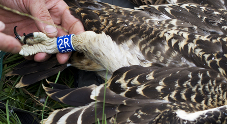 © MWT, Blue 2R. Dyfi Osprey Project.