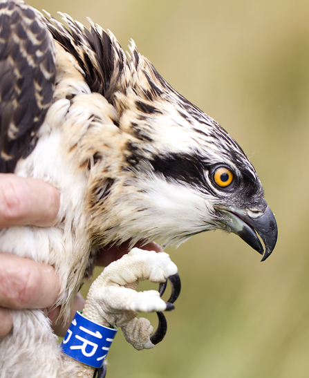 © MWT. Cerist, Blue 1R. Dyfi Osprey Project.