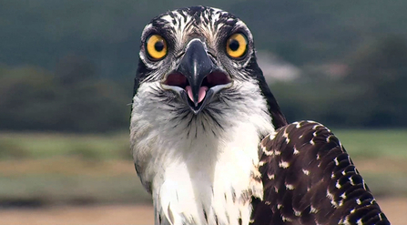 © MWT. Cerist. Dyfi Osprey Project