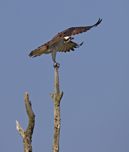 © MWT. Monty. Dyfi Osprey Project