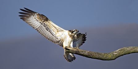 © MWT. Clarach. Dyfi Osprey Project