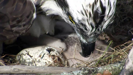 © MWT - Glesni with 2nd chick hatching, 2014