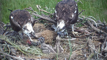 © MWT - Monty and Glesni feeding the chicks, 2014