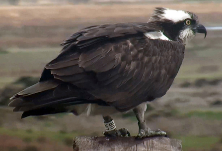 © MWT- White UR visits Dyfi nest, 29/4/2013