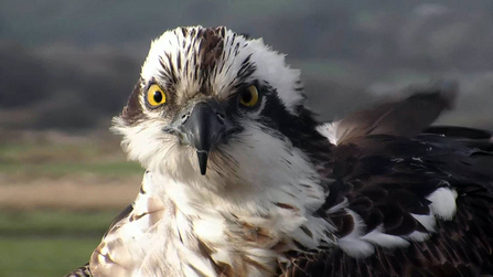 © MWT. Blue 24. Dyfi Osprey Project.