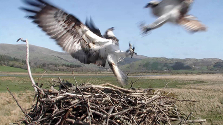 MWT - Glesni and Blue 24 battle