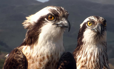 © MWT - Monty and Glesni, 2014. Dyfi Osprey Project.