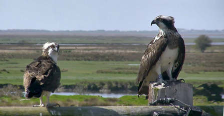 © MWT - Monty and Glesni, 2014