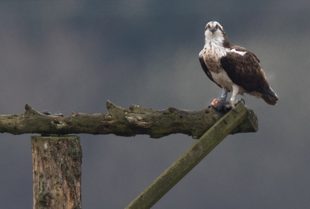 © MWT - Blue 24, April 2016. Dyfi Osprey Project.