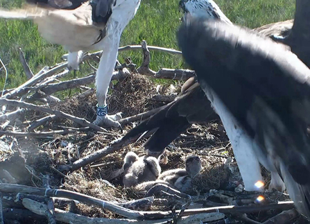 MWT - Blue 24 touchdown on nest in June 2015
