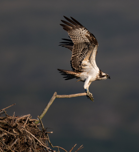 © MWT - Celyn, Dyfi Osprey Project