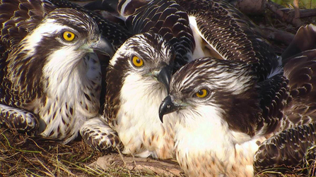 © MWT - Celyn, Merin, Brenig. Dyfi Osprey Project.