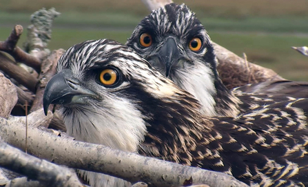 © MWT - Cerist and Clarach. Dyfi Osprey Project