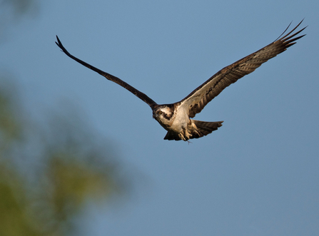 © MWT. Monty, Dyfi Osprey Project.