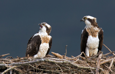 © MWT - Brenig and Glesni, August 2015