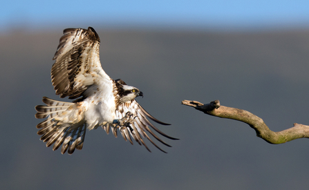 © MWT - Glesni, 2015. Dyfi Osprey Project