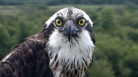 © MWT - Glesni, August 2015