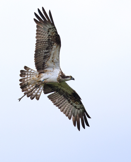 © MWT - Glesni, 2015. Dyfi Osprey Project.