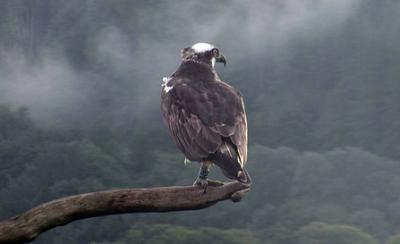 © MWT - Glesni, August 24th, 2015