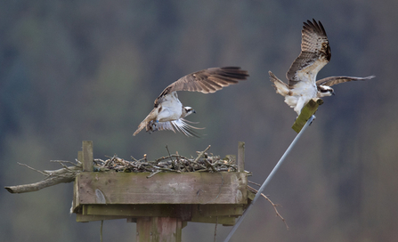 © MWT - Monty and Blue 24 on Nest 2, April 2016. Dyfi Osprey Project