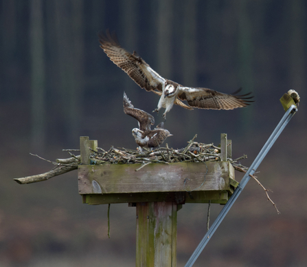 © MWT - Blue 24, Monty, new nest, April 2016. Dyfi Osprey Project