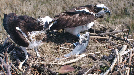 © MWT - Monty, Glesni with sea bass (2016)