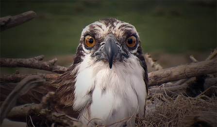 © MWT. Monty, Dyfi Osprey Project