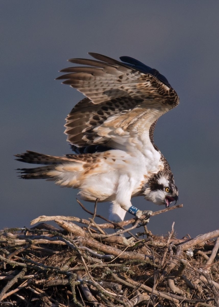 © MWT. Celyn, 2015. Dyfi Osprey Project