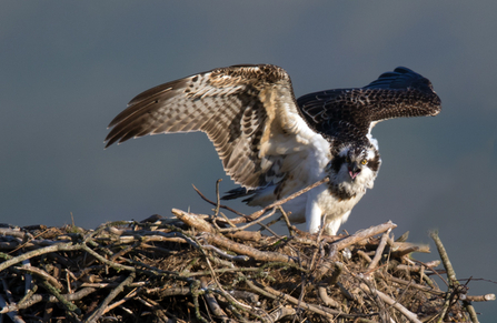 © MWT. Celyn, Dyfi Osprey Project