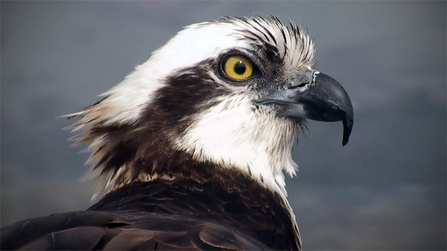 © MWT. Blue 24, Dyfi Osprey Project