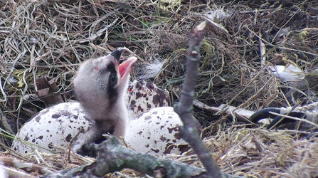 © MWT - First chick (Merin) hatches, 2015