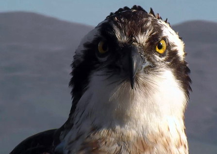 © MWT - Dai Dot, April 2015. Dyfi Osprey Project