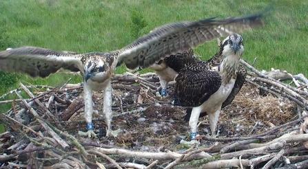 © MWT, Merin, Brenig, Celyn, 2015. Dyfi Osprey Project