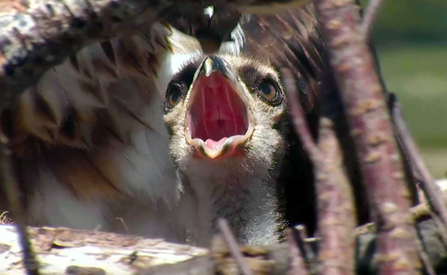 © MWT. Chick. Dyfi Osprey Project