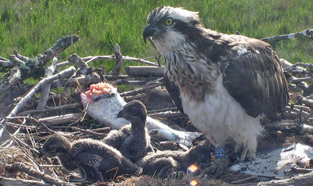 © MWT. Glesni and chicks, 2015. Dyfi Osprey Project