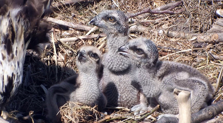 © MWT. Chicks, 2015, Dyfi Osprey Project