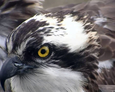 © MWT - Dai Dot, March 2016. Dyfi Osprey Project