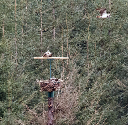 © Keith Lewis. Ospreys at Clywedog nest, March 2016