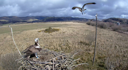 © MWT  - Blue 24 and Blue 5F, March 30th, 2016, Dyfi Osprey Project